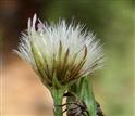  Mature capitulum with involucre